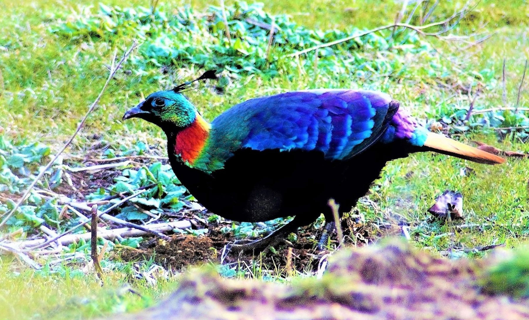 welcome-to-nepal-birding-holidays