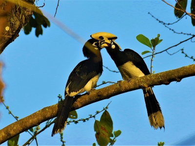 Oriental-Pied Hornbill
