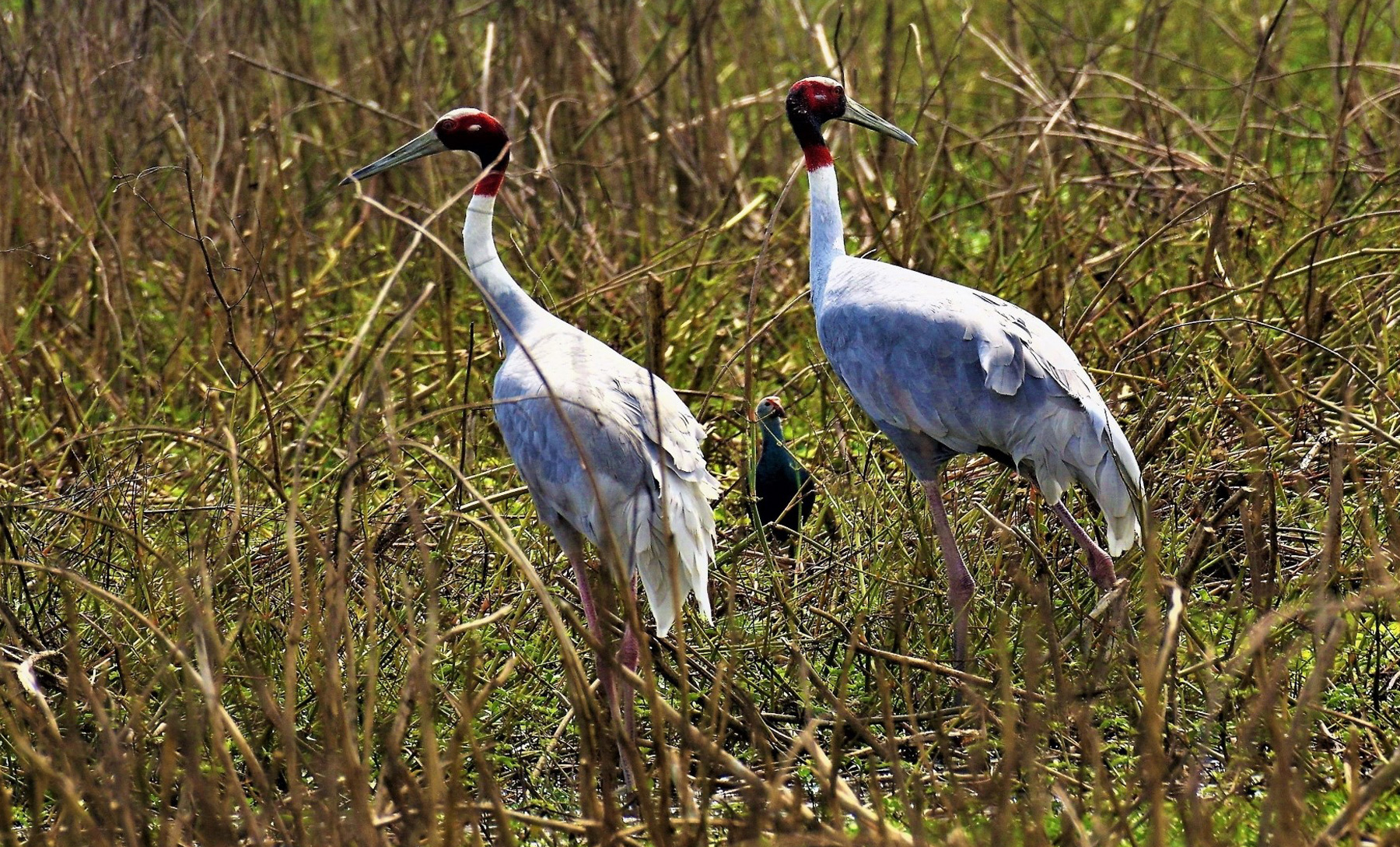 Welcome to Nepal Birding Holidays